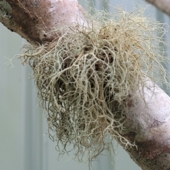 Usnea sp. (genus) at Nambucca Heads, NSW - 2 Jul 2023 by trevorpreston