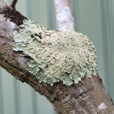 Unidentified Lichen at Nambucca Heads, NSW - 2 Jul 2023 by trevorpreston