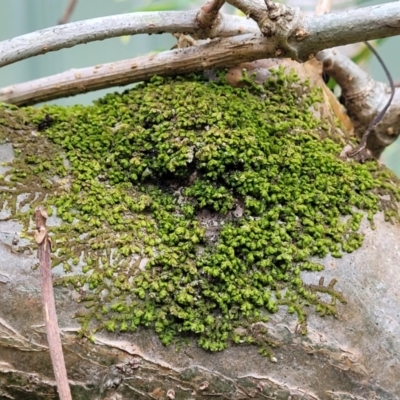Unidentified Lichen at Nambucca Heads, NSW - 2 Jul 2023 by trevorpreston