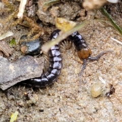 Unverified Centipede (Chilopoda) at Nambucca Heads, NSW - 2 Jul 2023 by trevorpreston