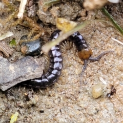 Unidentified Centipede (Chilopoda) at Nambucca Heads, NSW - 2 Jul 2023 by trevorpreston