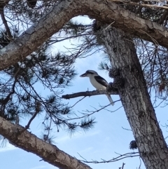 Dacelo novaeguineae (Laughing Kookaburra) at Malua Bay, NSW - 3 Jul 2023 by LyndalT