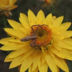 Runcinia acuminata (Pointy Crab Spider) at Bowning, NSW - 11 Dec 2022 by michaelb