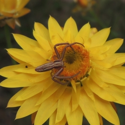 Runcinia acuminata (Pointy Crab Spider) at Bowning, NSW - 11 Dec 2022 by MichaelBedingfield