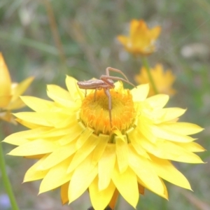 Runcinia acuminata at Bowning, NSW - 11 Dec 2022