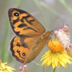 Heteronympha merope (Common Brown Butterfly) at Bowning, NSW - 11 Dec 2022 by MichaelBedingfield