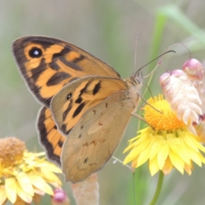 Heteronympha merope at Bowning, NSW - 11 Dec 2022