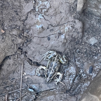 Unidentified Frog at Clandulla, NSW - 25 Jun 2023 by townsendja