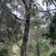 Unidentified Wattle at Indooroopilly, QLD - 3 Jul 2023 by KateCrawford