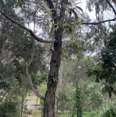 Unidentified Wattle at Indooroopilly, QLD - 3 Jul 2023 by KateCrawford