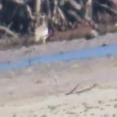 Esacus magnirostris (Beach Stone-curlew) at Killaloe, QLD - 28 Jun 2023 by BenW