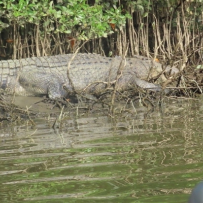 Crocodylus porosus (Saltwater Crocodile, Estuarine Crocodile) at Lower Daintree, QLD - 29 Jun 2023 by BenW