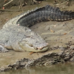 Crocodylus porosus (Saltwater Crocodile, Estuarine Crocodile) at Lower Daintree, QLD - 29 Jun 2023 by BenW