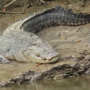 Crocodylus porosus at Lower Daintree, QLD - 29 Jun 2023 11:29 AM