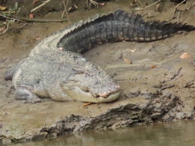 Crocodylus porosus (Saltwater Crocodile, Estuarine Crocodile) at Lower Daintree, QLD - 29 Jun 2023 by BenW