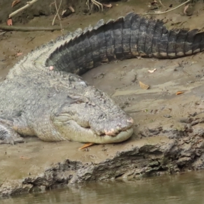 Crocodylus porosus (Saltwater Crocodile, Estuarine Crocodile) at Lower Daintree, QLD - 29 Jun 2023 by BenW