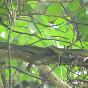 Dendrelaphis punctulatus at Lower Daintree, QLD - 29 Jun 2023 11:21 AM