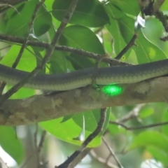 Dendrelaphis punctulatus at Lower Daintree, QLD - 29 Jun 2023 11:21 AM