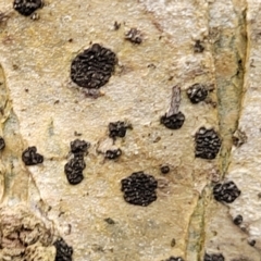 Unverified Lichen at Nambucca Heads, NSW - 3 Jul 2023 by trevorpreston
