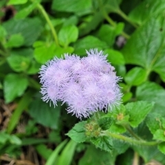 Ageratum houstonianum (Blue Billy Goat Weed) at Nambucca Heads, NSW - 3 Jul 2023 by trevorpreston