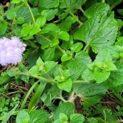 Ageratum houstonianum at Nambucca Heads, NSW - 3 Jul 2023 11:27 AM