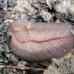 Triboniophorus graeffei (Red Triangle Slug) at Nambucca Heads, NSW - 3 Jul 2023 by trevorpreston