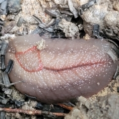 Triboniophorus graeffei at Nambucca Heads, NSW - 3 Jul 2023