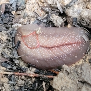 Triboniophorus graeffei at Nambucca Heads, NSW - 3 Jul 2023