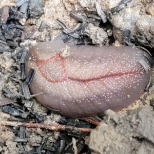 Triboniophorus graeffei at Nambucca Heads, NSW - 3 Jul 2023 11:24 AM