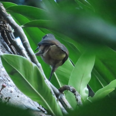 Ptiloris victoriae (Victoria's Riflebird) at Cow Bay, QLD - 29 Jun 2023 by BenW