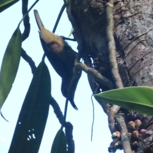 Ptiloris victoriae at Cow Bay, QLD - 29 Jun 2023 04:01 PM