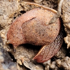 Stanisicarion freycineti (Crimson Foot Semi-Slug) at Nambucca Heads, NSW - 3 Jul 2023 by trevorpreston