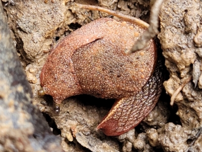 Stanisicarion freycineti (Crimson Foot Semi-Slug) at Nambucca Heads, NSW - 3 Jul 2023 by trevorpreston