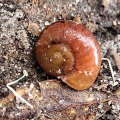 Terrycarlessia turbinata at Nambucca Heads, NSW - 2 Jul 2023 01:49 PM