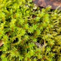 Unidentified Moss, Liverwort or Hornwort at Nambucca Heads, NSW - 3 Jul 2023 by trevorpreston