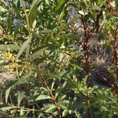 Acacia rubida (Red-stemmed Wattle, Red-leaved Wattle) at Lyons, ACT - 25 Jun 2023 by RobynS