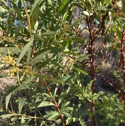 Acacia rubida (Red-stemmed Wattle, Red-leaved Wattle) at Oakey Hill - 25 Jun 2023 by RobynS