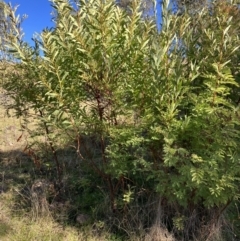 Acacia rubida at Lyons, ACT - 25 Jun 2023