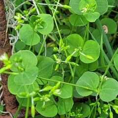 Drymaria cordata subsp. cordata (Tropical Chickweed) at Nambucca Heads, NSW - 3 Jul 2023 by trevorpreston