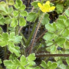 Ranunculus pimpinellifolius (Bog Buttercup) at Nurenmerenmong, NSW - 18 Jan 2023 by Ned_Johnston