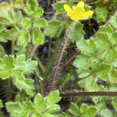 Ranunculus pimpinellifolius (Bog Buttercup) at Nurenmerenmong, NSW - 18 Jan 2023 by NedJohnston