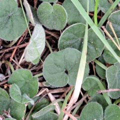 Dichondra repens (Kidney Weed) at Mount Majura - 3 Jul 2023 by abread111