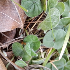 Dichondra repens at Watson, ACT - 3 Jul 2023