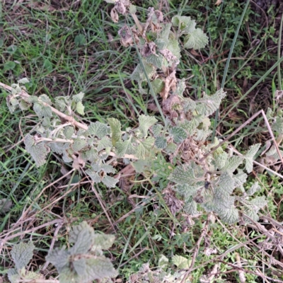 Marrubium vulgare (Horehound) at Mount Majura - 3 Jul 2023 by abread111