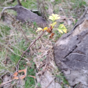 Crataegus monogyna at Watson, ACT - 3 Jul 2023