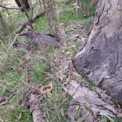 Crataegus monogyna at Watson, ACT - 3 Jul 2023