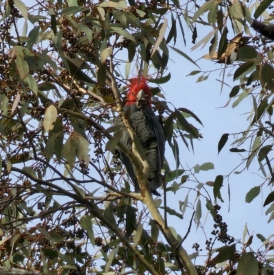 Callocephalon fimbriatum (Gang-gang Cockatoo) at Captains Flat, NSW - 3 Jul 2023 by Csteele4