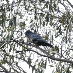 Callocephalon fimbriatum at Captains Flat, NSW - suppressed