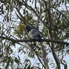 Callocephalon fimbriatum at Captains Flat, NSW - suppressed