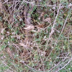 Galium aparine at Watson, ACT - 3 Jul 2023